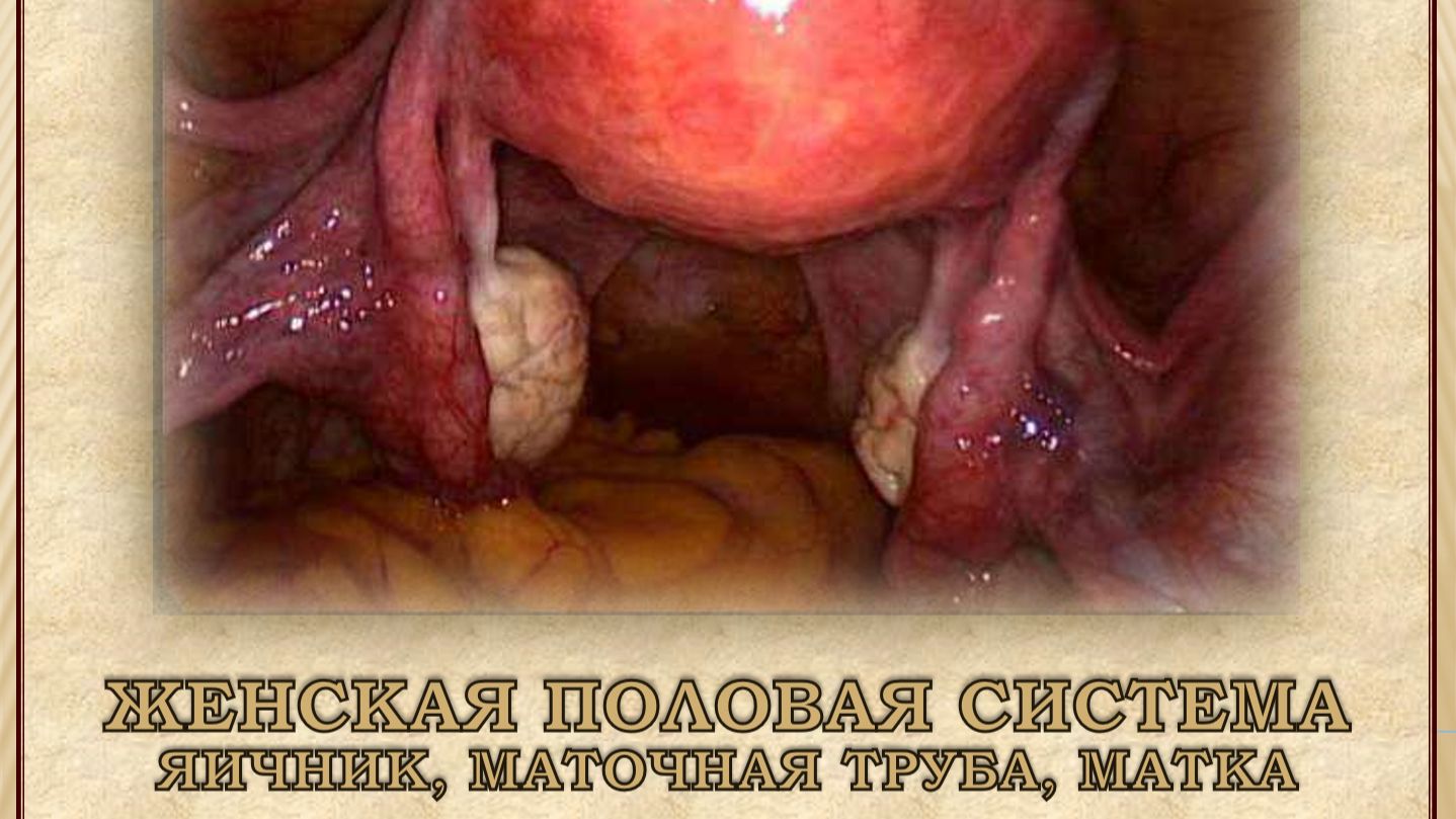 ЖЕНСКАЯ ПОЛОВАЯ СИСТЕМА