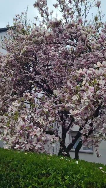 Цветущая магнолия.