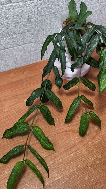 Хойя Пандурата сплеш Вьетнам. Черенки в излишках.