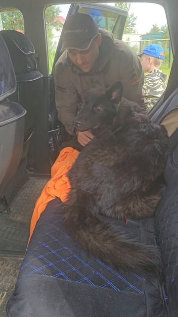 Русский вольфхунд Брайтон #собака #русскийвольфхунд #щенки #живодные #любимцы #волкособ