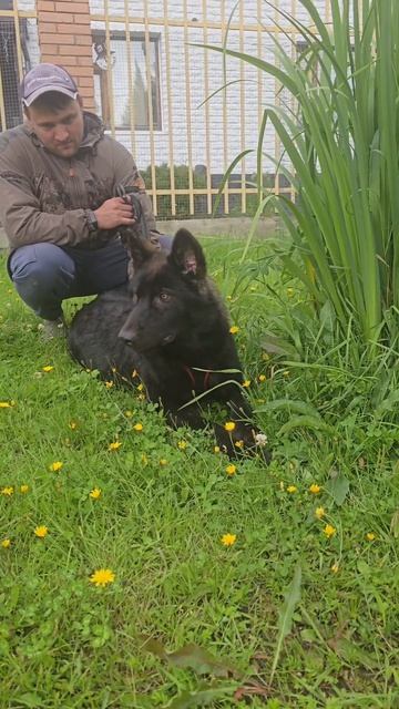 Русский вольфхунд Брайнон #русскийвольфхунд #волк  #собака #щенок #питомцы #любимцы #новое