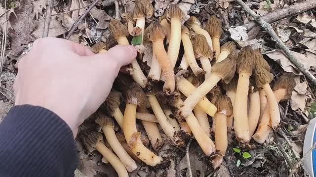 Открытие грибного сезона 2026