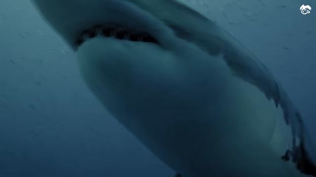Почему даже БОЛЬШАЯ БЕЛАЯ АКУЛА уплывает при виде косатки_