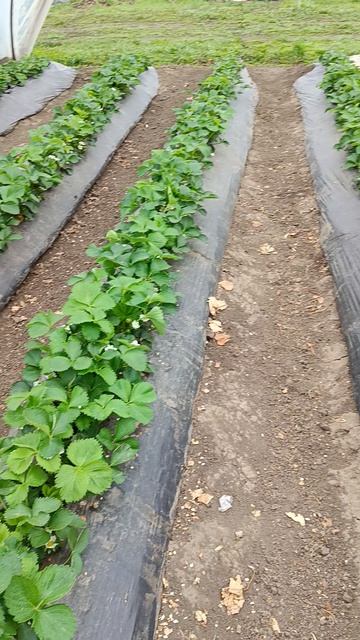 Выращивание клубники в Краснодарском крае и Адыгее, массовое цветение растений,сорта Азия и Клери