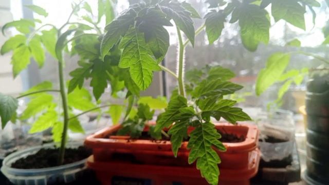 Рассада томатов в конце марта