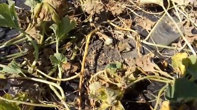 Дача 6 соток. Привитые арбузы и дыни последний сбор.