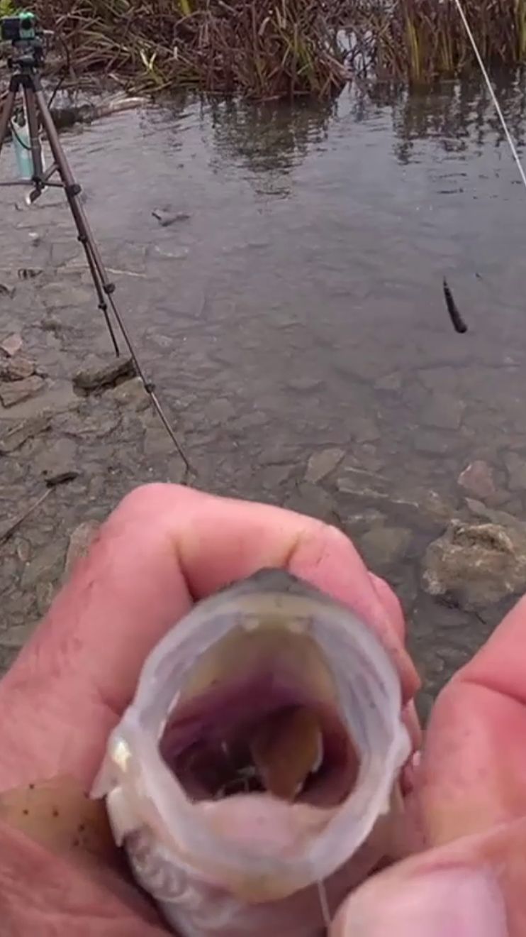 ОКУНЬ на БЫЧКА.