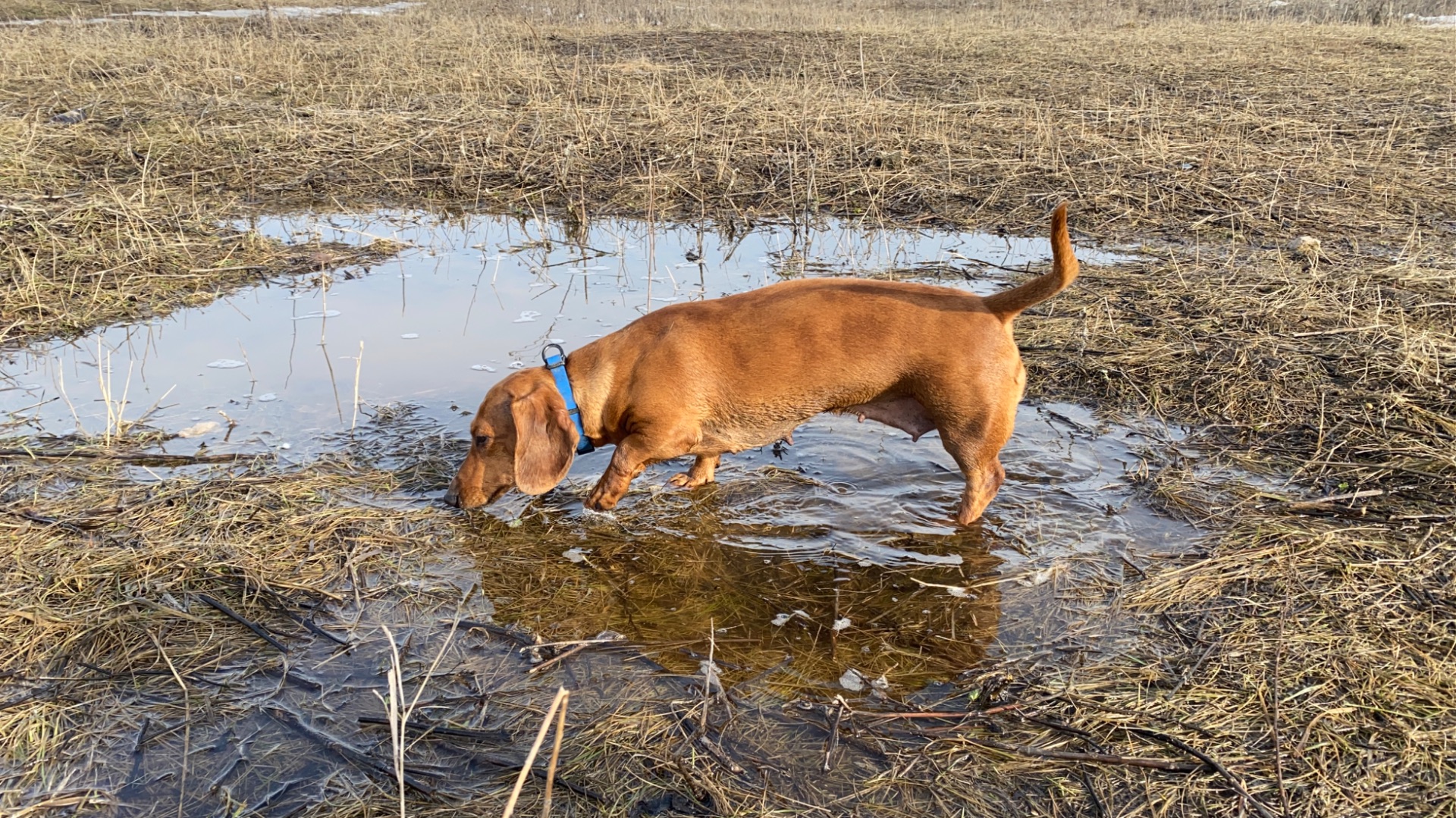 Таксы за своим любимым делом