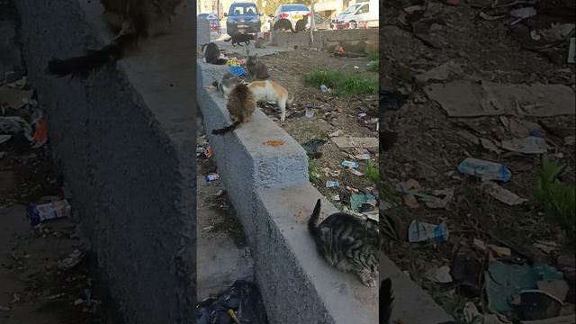 Идем кормить пушистую банду! Наши будни и в Алжире #algerie #жизньвалжире #setif #travel