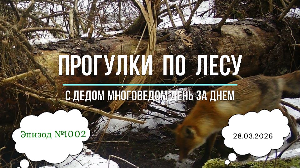 Прогулки по лесу. День за днем с дедом Многоведом. 28 марта 2026г. Эпизод 1002.