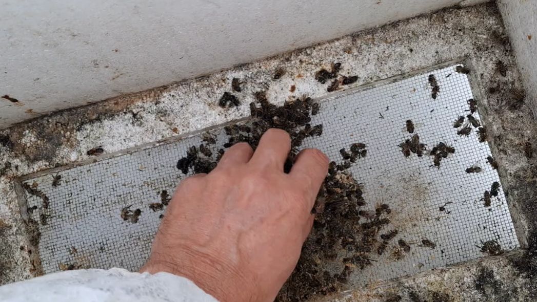 Меняю днища в пеноуликах. Оценка качаства зимовки по количеству подмора