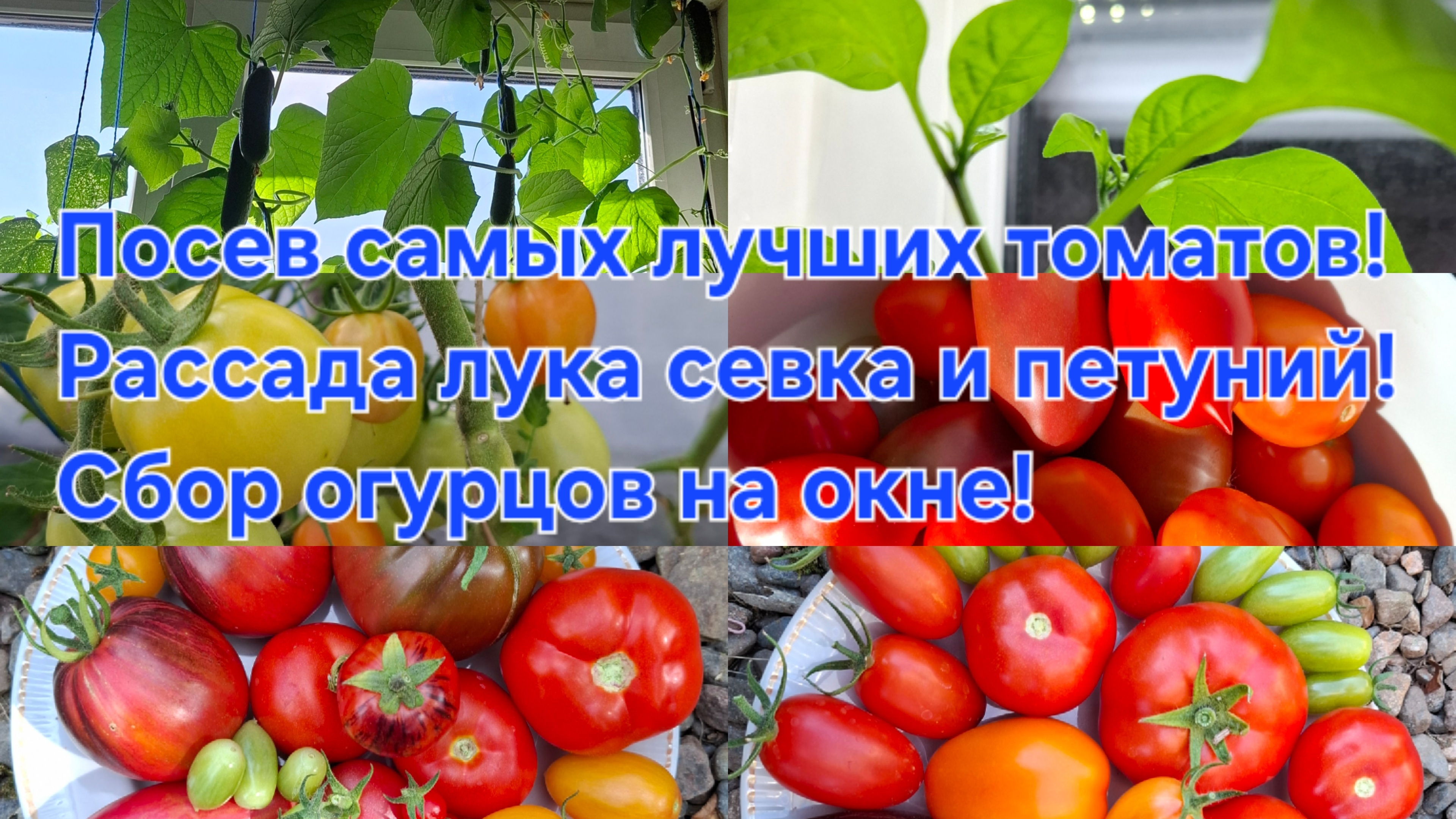 28-03-2026 Посев самых лучших томатов,на сезон 2026 год!Сбор огурцов с окна!Лук севок,радует!