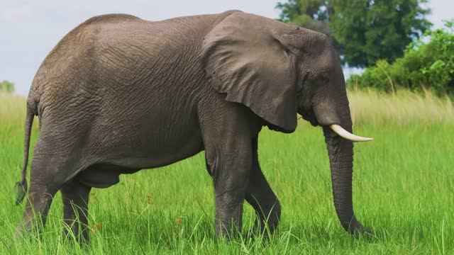 Африканские слоны - Интересные факты