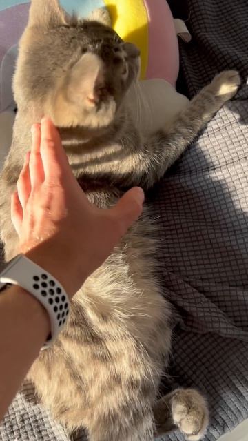 Милый котик испугался 🐱😺