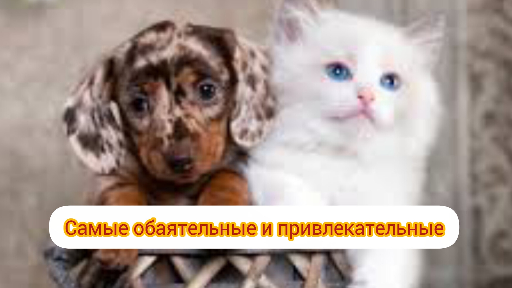 Сборник настроенческий #смешные_животные