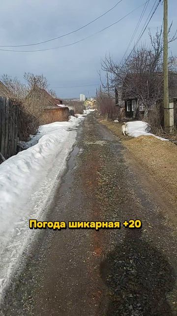 Счастливый лабрадор на свободе! Дачный влог Симбы