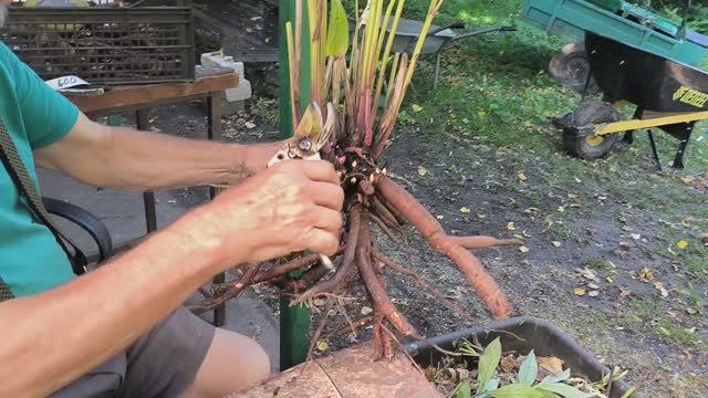 Деление пионов