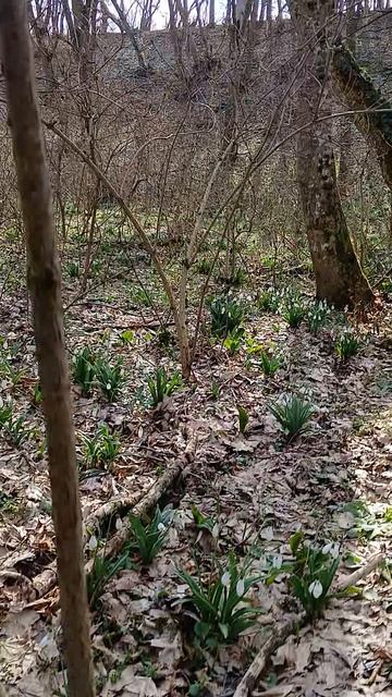 подснежники