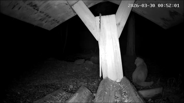 Дача ночная камера