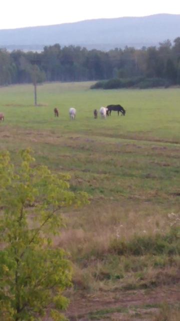 ✔🐴Лошадки🐎 резвятся✔