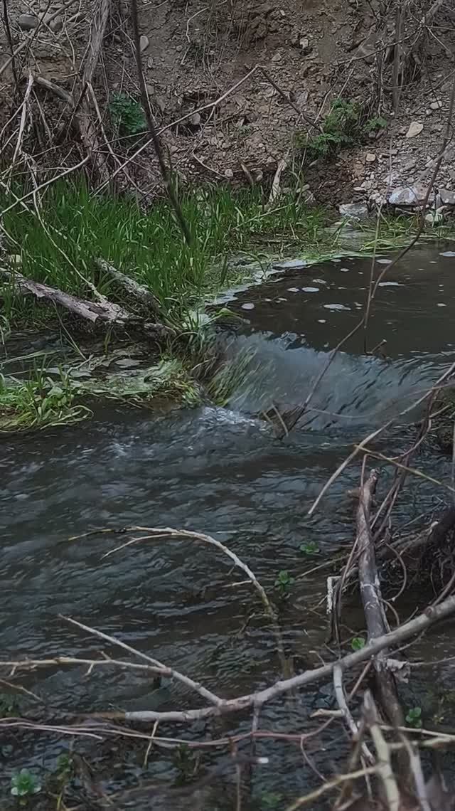 Альма Квакушки