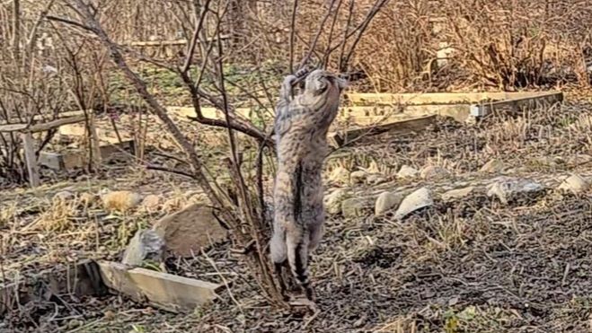 Караси-переселенцы, красоты весны и повод поматериться