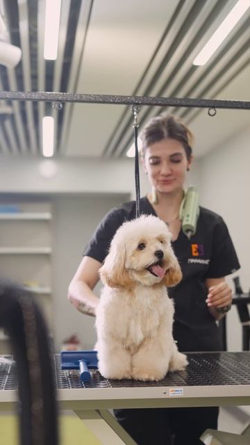 💜 Топ-5 причин записать питомца на стрижку в Салон Груминга Четыре Лапы