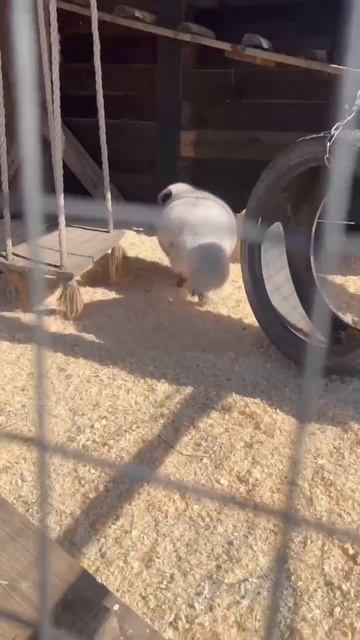 Стёпа активно готовится к лету 💪☀️ А вы уже готовы? 🙃
#приютСудьба #приютдляживльных #животные #лис