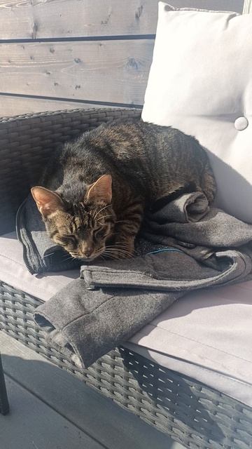 Мурзик засыпает на даче