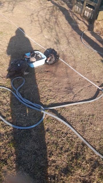 Мои крошечки ути и курочки🥰