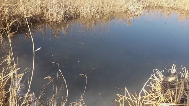 ВОТ ЭТО РЫБА КАРАСЬ ОТТАЯЛ ПЕРВЫЙ