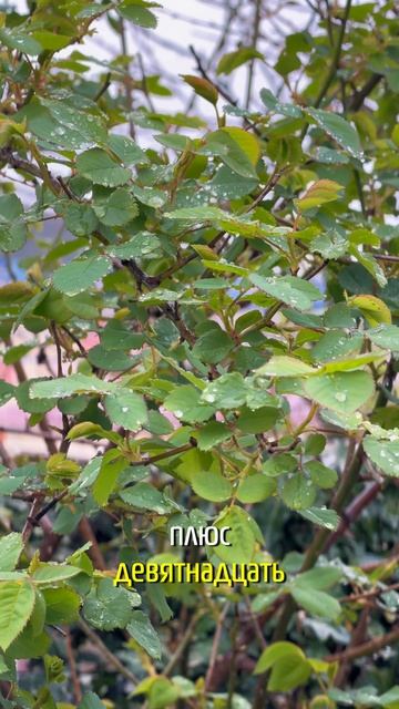 30 марта Адлер