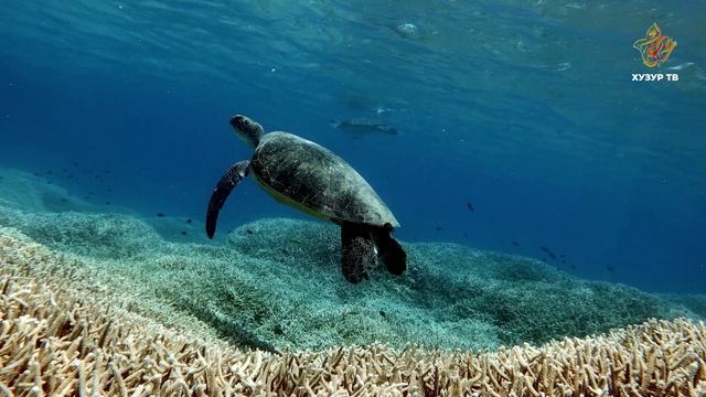 Почему зеленую черепаху назвали «зеленой», если ее панцирь коричневый или оливковый? | Подводный мир