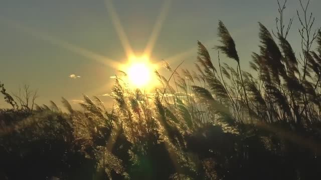 ОХОТА НА ЛИСУ, РАЗВЕДКА ОХОТЫ НА ГУСЯ