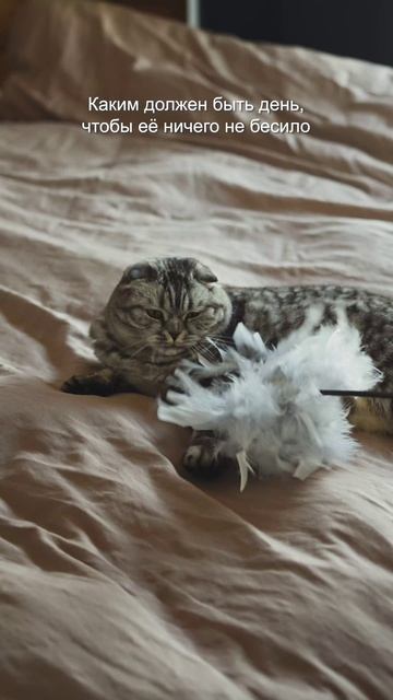 День уважения кошки🐈⬛