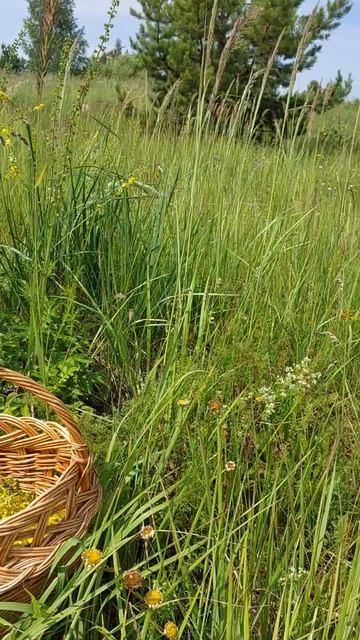 Сбор растения репешок в Пензенской области