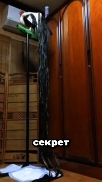 Петух с хвостом длиннее человека? Это реально существует! 😳🐓 #птицы #животные #факты