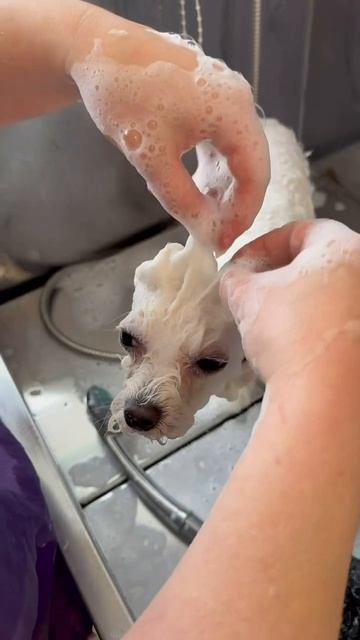 груминг барнаул