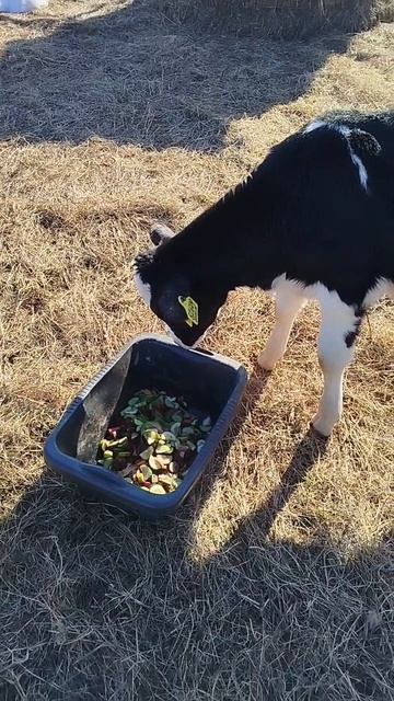 ОТВЕТ НА ВОПРОС ОТКУДА Я БЕРУ   ОВОЩИ И ФРУКТЫ ДЛЯ ВЫРАЩИВАНИЯ БЫЧКОВ