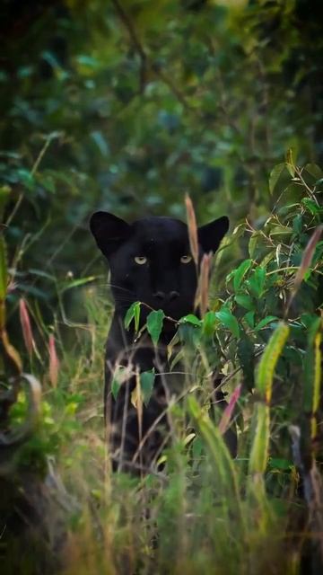 черная пантера
#пантера #грация #кошка #животное #животные #природа #топ #рек #красота