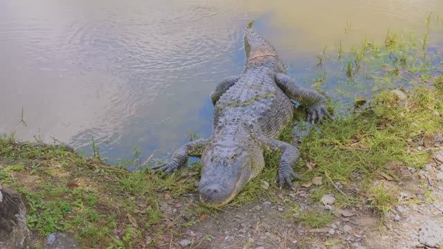Аллигаторы и другие обитатели парка Эверглейдс