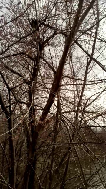 Чудо дерево в марте.