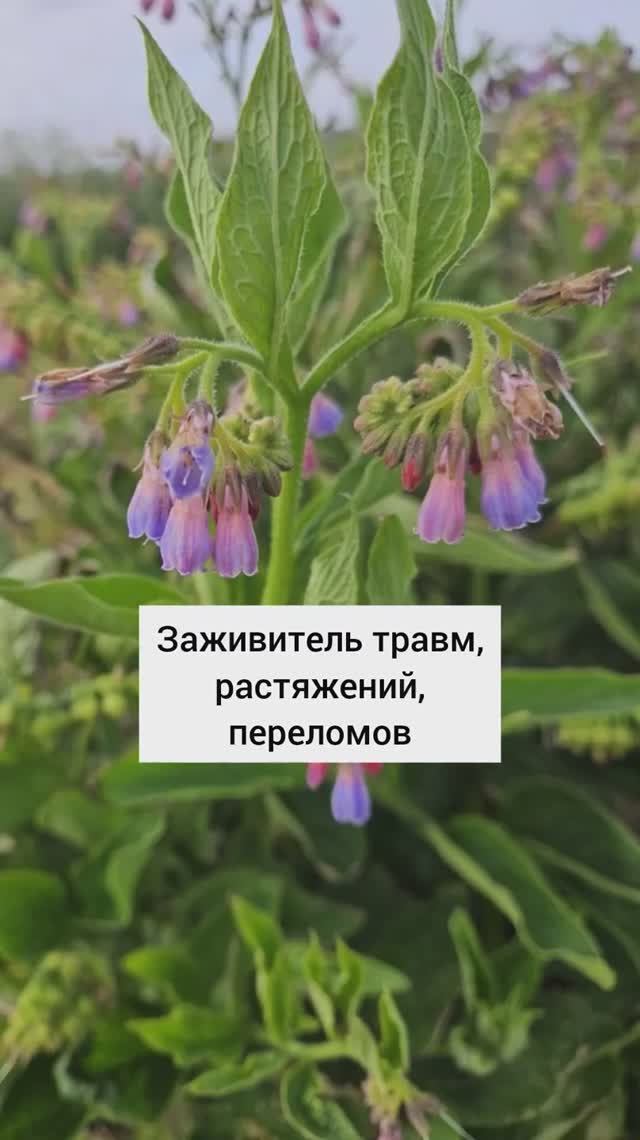 заживитель травм, растяжений и переломов