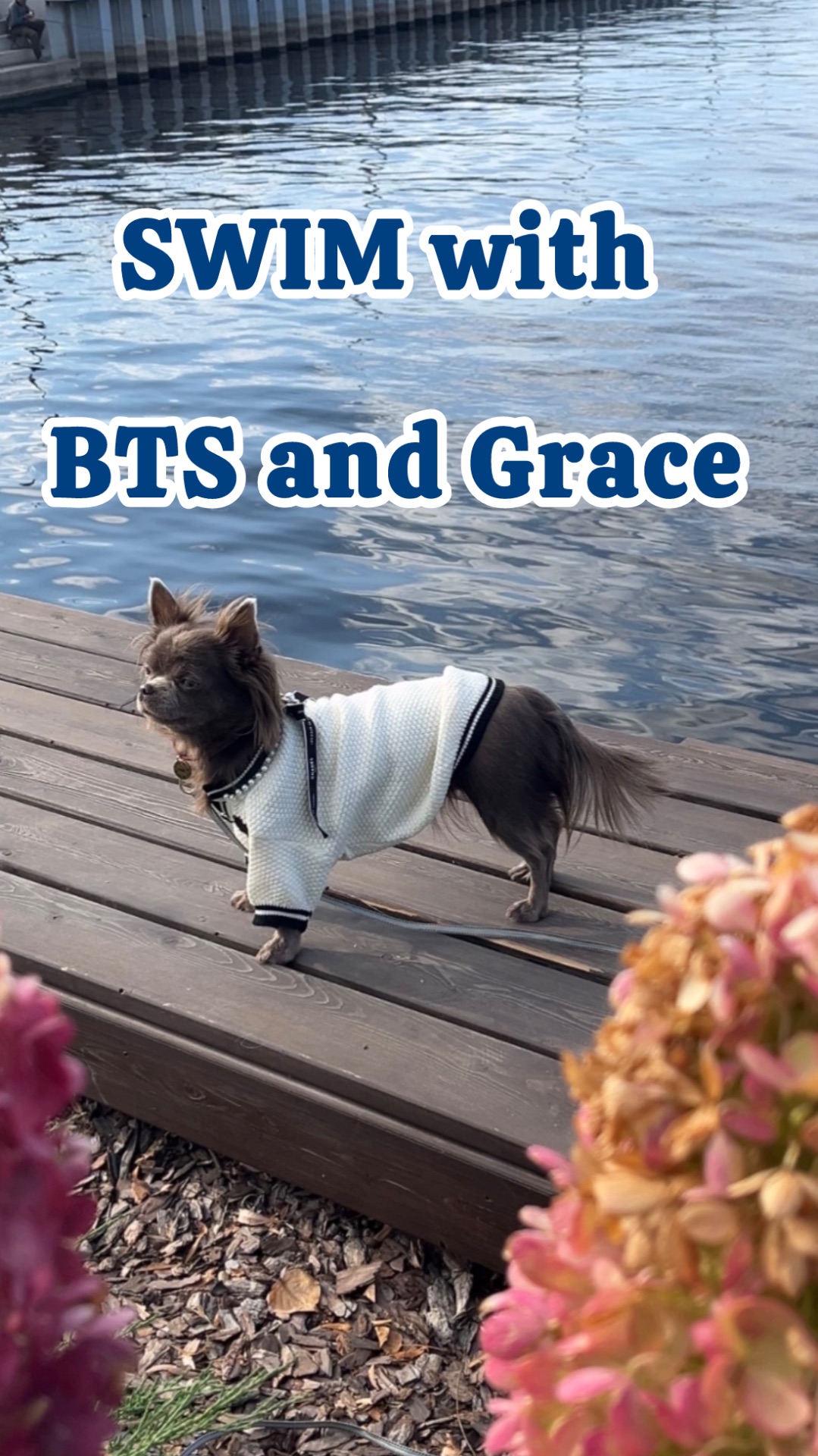 Swim BTS и чихуахуа Грейс | супер дуэт и тренд