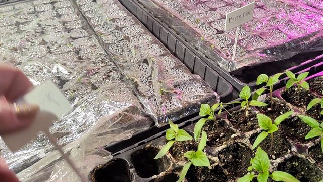 Взошли томаты