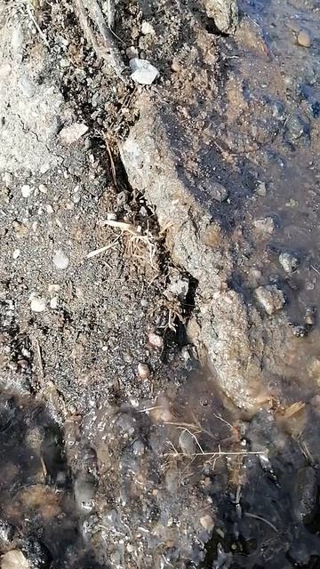 Красота весны