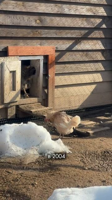 Пернатые потомки динозавров и не только ждут вас в гости ежедневно с 10:00 до 19:00 🦕