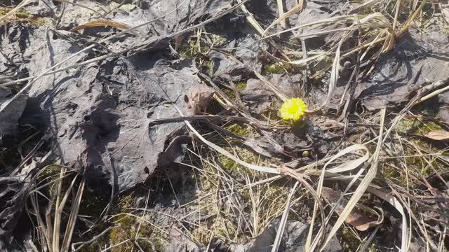 ВОТ ЭТО ВОДОЕМ ВЕСНА ПРОГУЛКА ПО РЫБНЫМ МЕСТАМ