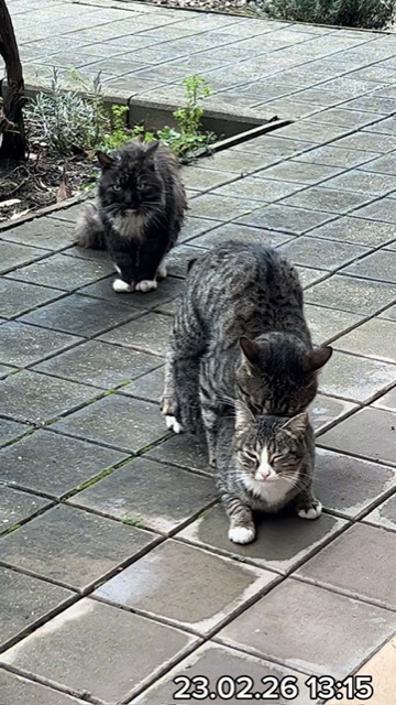 КОШАЧЬЯ СВАДЬБА| МАРТОВСКИЕ КОТЫ