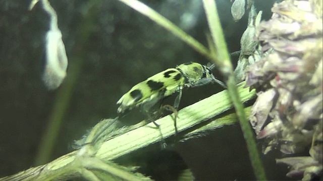 ИНСЕКТАРИЙ: 452. Хлорофорус Гербста (Chlorophorus herbsti)